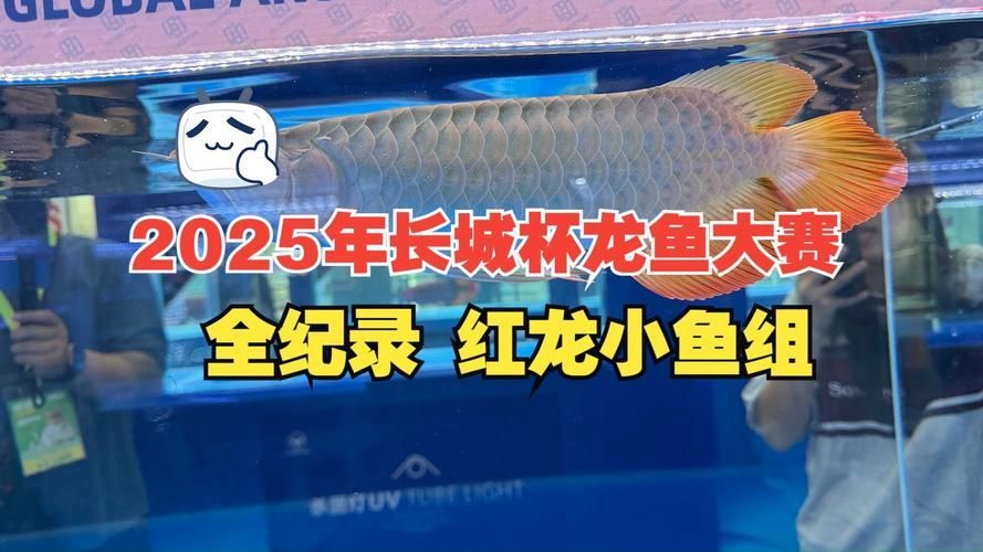 2025年長城杯龍魚比賽有哪些參賽者？，2025年長城杯龍魚比賽參賽者名單公布多個知名漁場亮相賽場