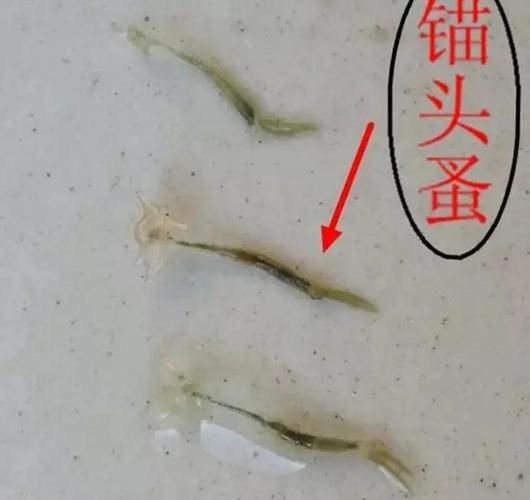 如何判斷魚寄生蟲感染程度，如何判斷魚類寄生蟲感染程度