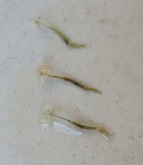 如何判斷魚寄生蟲感染程度，如何判斷魚類寄生蟲感染程度