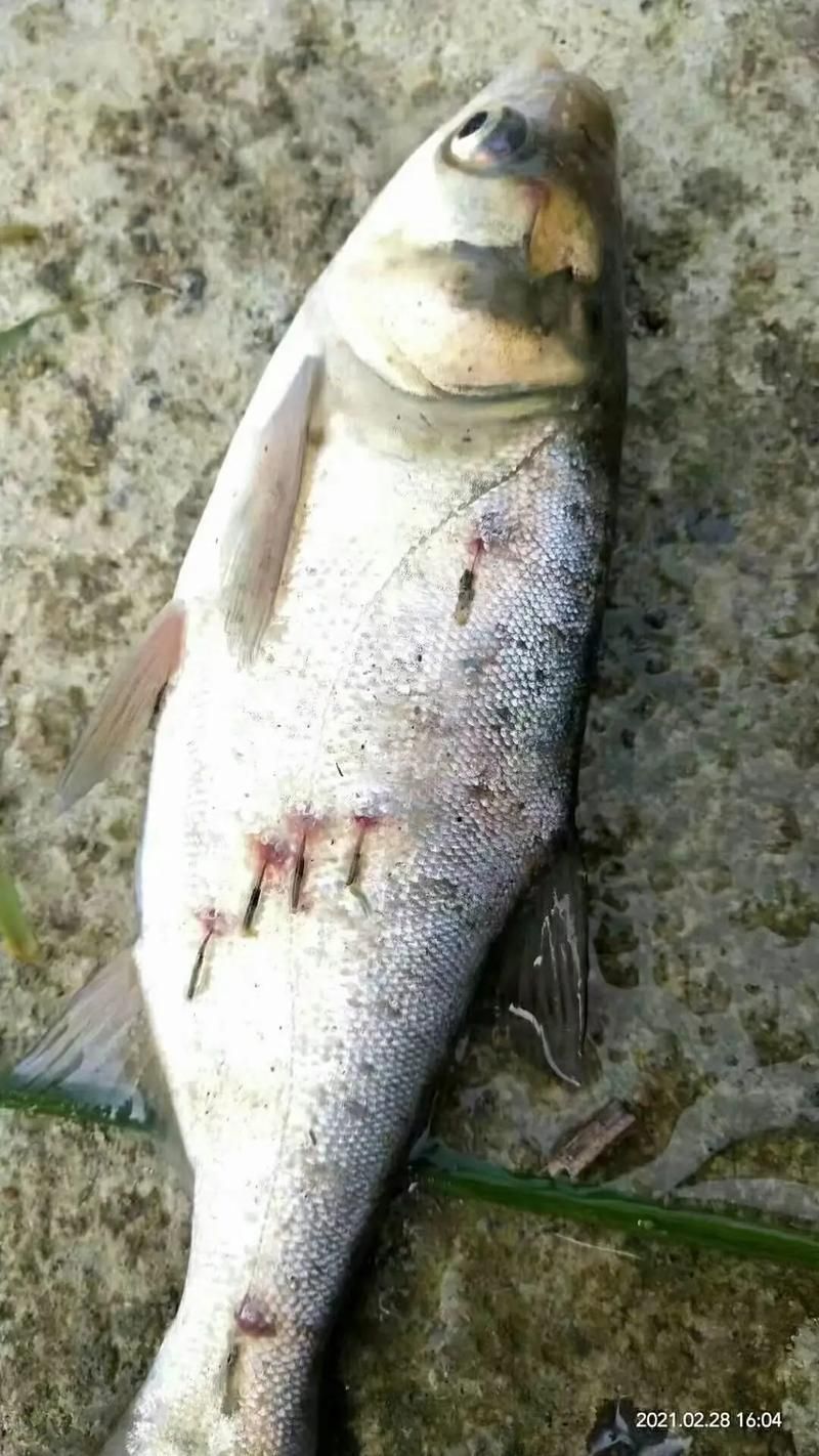 如何判斷魚寄生蟲感染程度，如何判斷魚類寄生蟲感染程度