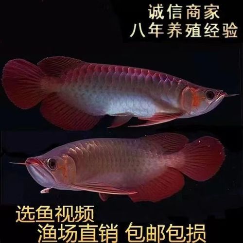 金頭過背金龍魚有哪些稀有變種？，金頭過背金龍魚
