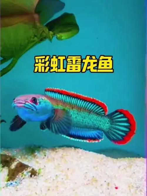 彩虹雷龍魚哪個品種最受歡迎，你真的了解“趴缸王”——彩虹雷龍魚嗎