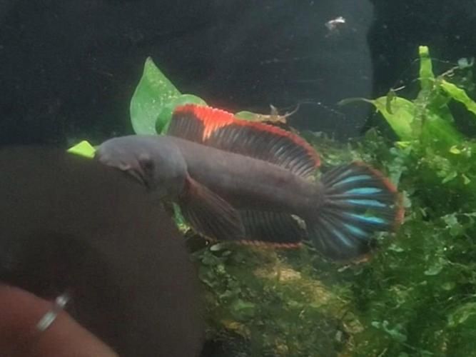 彩虹雷龍魚哪個品種最受歡迎，你真的了解“趴缸王”——彩虹雷龍魚嗎