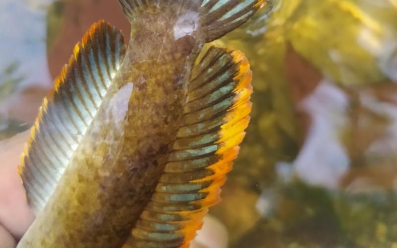 彩虹雷龍魚哪個品種最受歡迎，你真的了解“趴缸王”——彩虹雷龍魚嗎