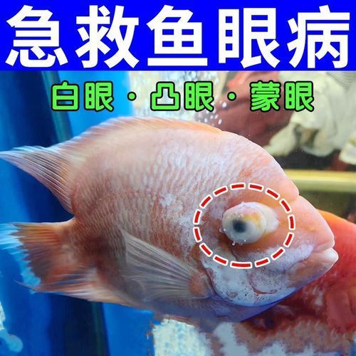如何判斷魚突眼的嚴重程度