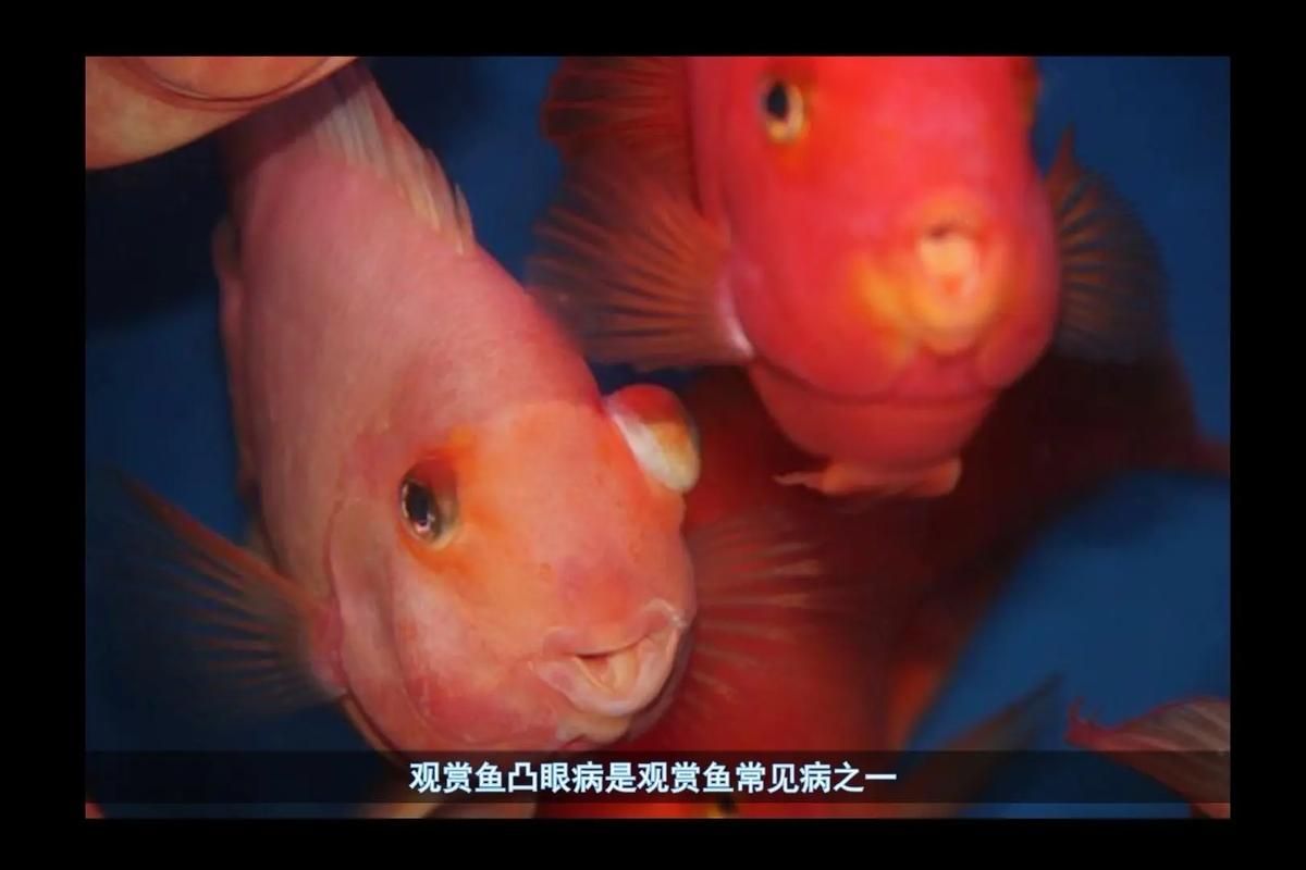 如何判斷魚突眼的嚴重程度