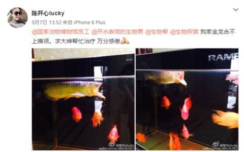 正骨治療龍魚嘴巴脫臼的成功率有多高？，正骨治療龍魚嘴脫臼成功率有多高？