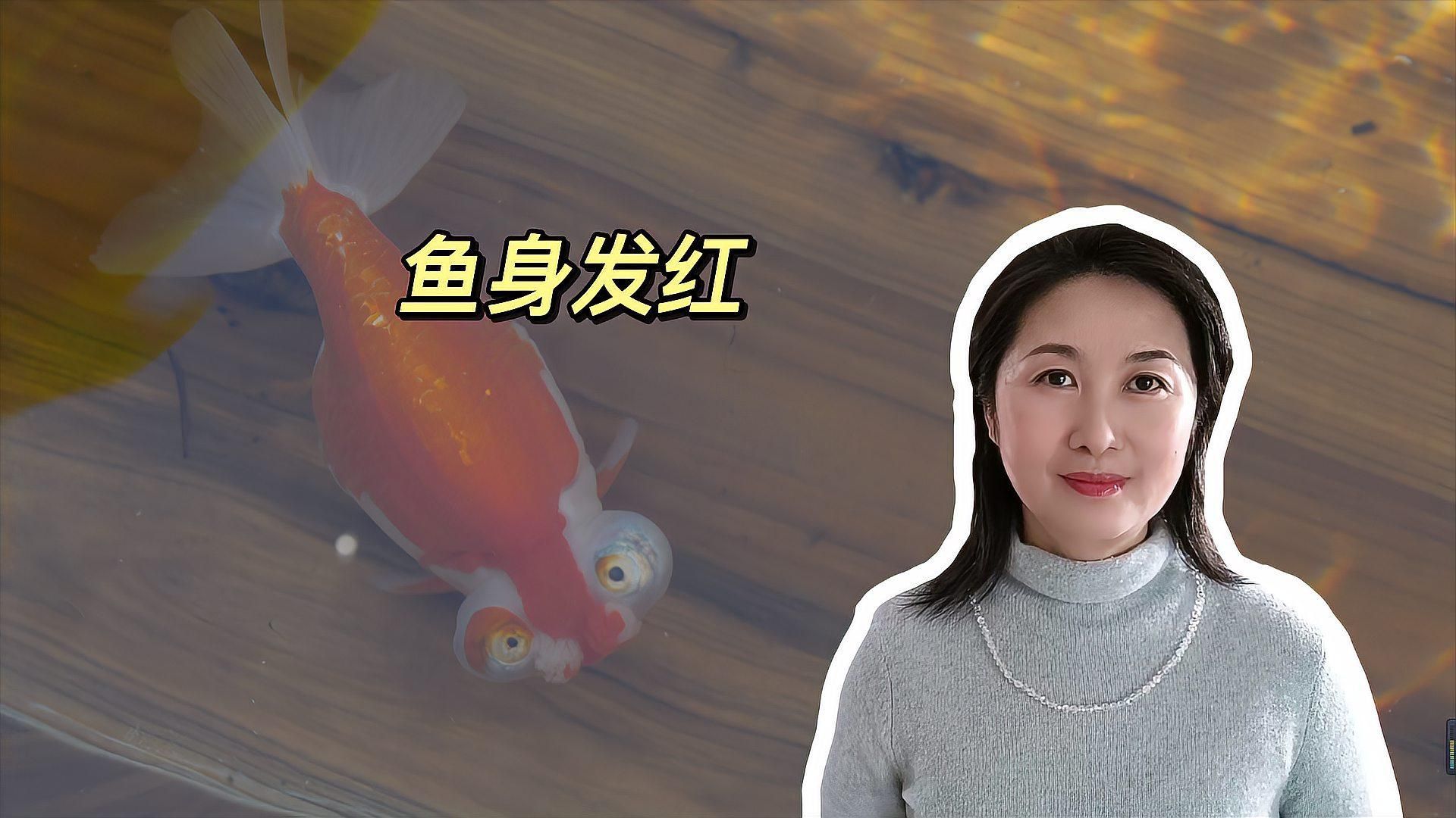 魚身上發紅是什么病，魚身上發紅是怎么回事