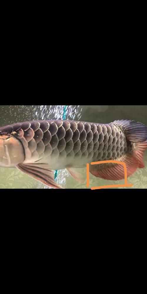 如何判斷龍魚腹鰭是否完全斷裂？，如何判斷龍魚腹鰭完全斷裂