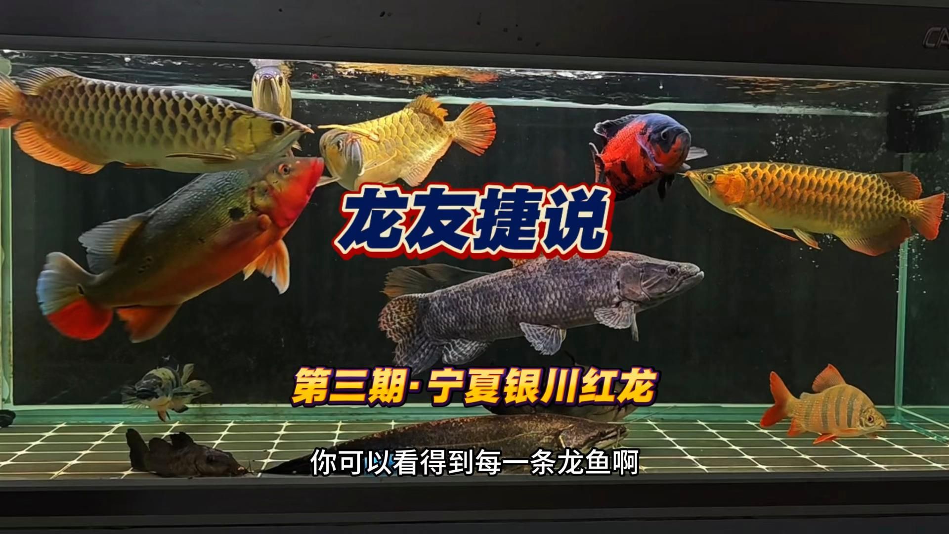 紅龍魚最佳顏色是什么時候出現(xiàn)的，紅龍魚發(fā)色全攻略，從黃到深紅的蛻變秘籍