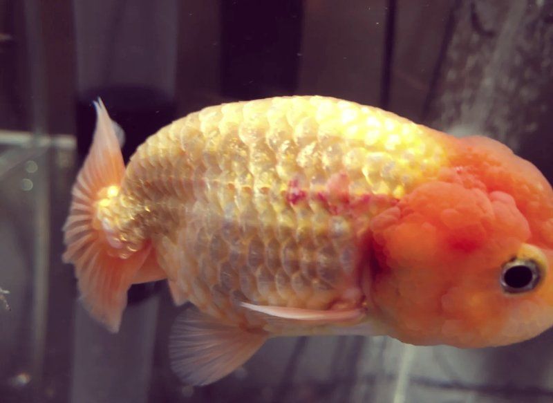 金魚充血后多久會恢復，金魚充血后多久會恢復時間取決于病因和嚴重程度