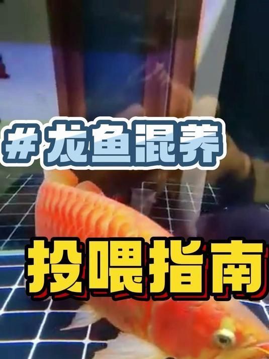 龍魚混養有哪些注意事項？