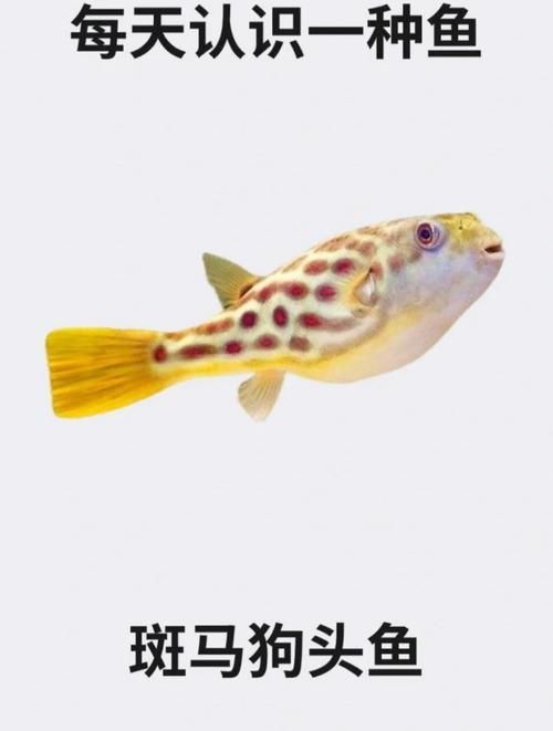 如何辨別斑馬狗頭魚的品質？，如何辨別斑馬狗頭魚
