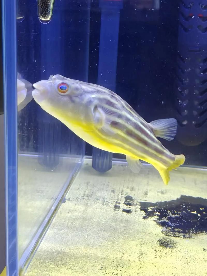 如何辨別斑馬狗頭魚的品質？，如何辨別斑馬狗頭魚