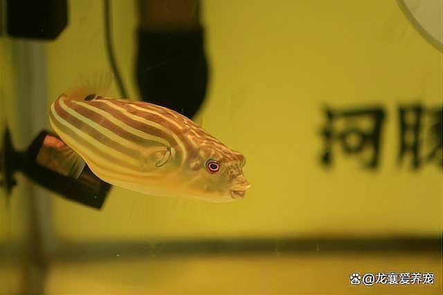 如何辨別斑馬狗頭魚的品質？，如何辨別斑馬狗頭魚