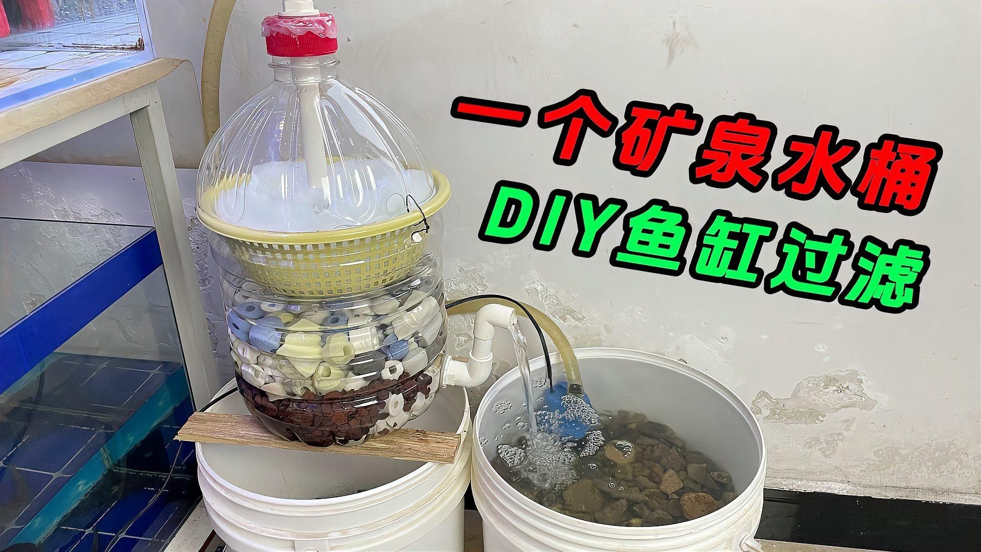 如何降低新會龍魚的飼養成本，如何降低新會龍魚飼養成本