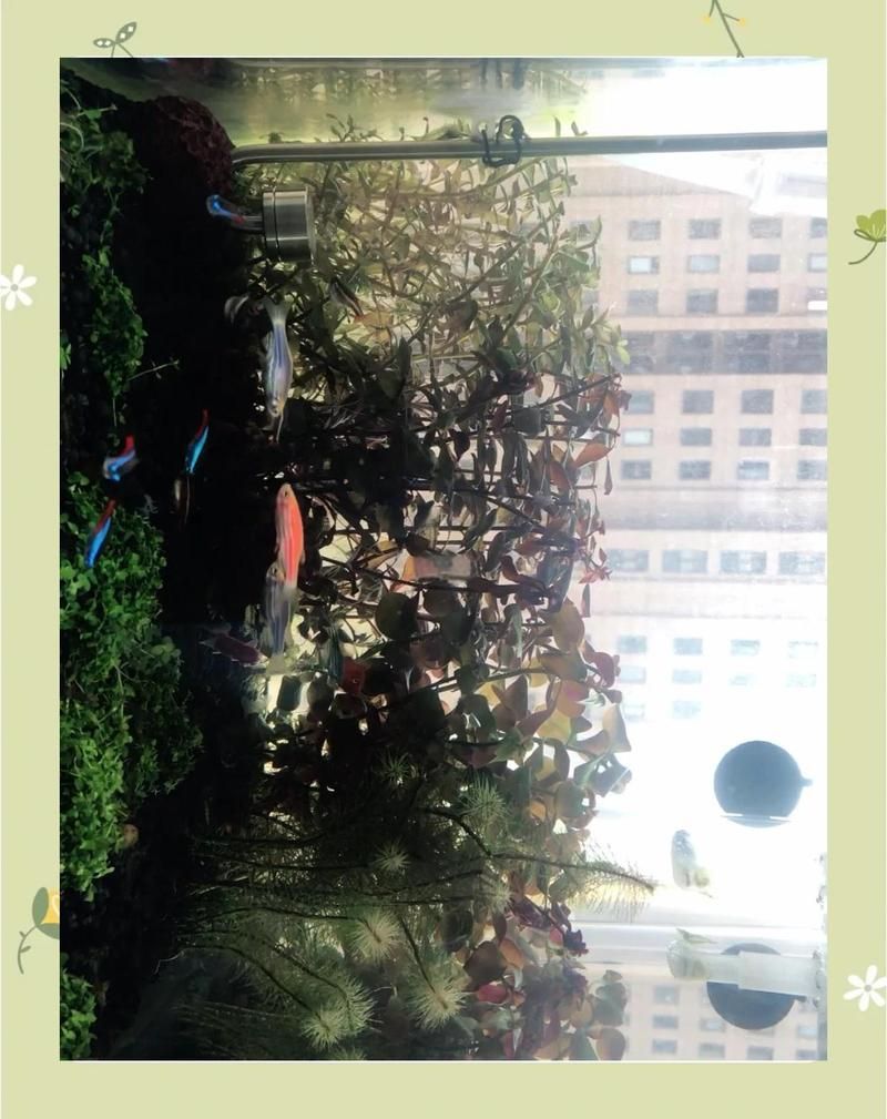 如何降低新會龍魚的飼養成本，如何降低新會龍魚飼養成本