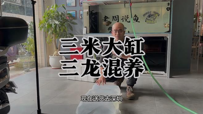 和龍魚混養需要多大的魚缸？，混養龍魚的魚缸尺寸為[需手動填充]長×寬×寬×高