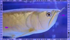 如何判斷銀龍魚是否鰾itis？，銀龍魚患有鰾itis怎么辦