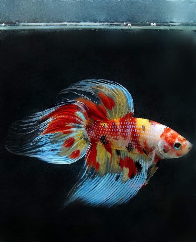 給我一些馬尾龍魚的圖片欣賞，關于馬尾龍魚的一些圖片欣賞