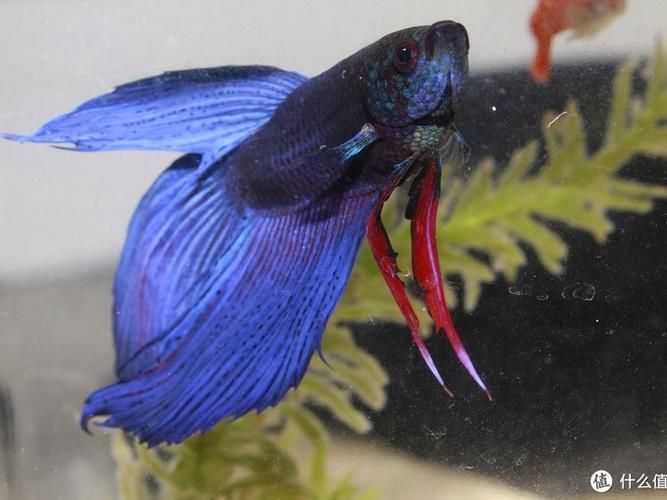 給我一些馬尾龍魚的圖片欣賞，關于馬尾龍魚的一些圖片欣賞