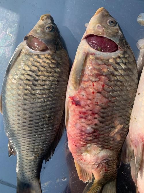 如何預防觀賞魚爛鰓病，如何預防觀賞魚爛鰓病預防觀賞魚爛鰓病的預防詳解