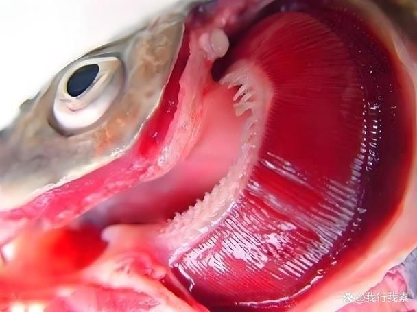 如何預防觀賞魚爛鰓病，如何預防觀賞魚爛鰓病預防觀賞魚爛鰓病的預防詳解