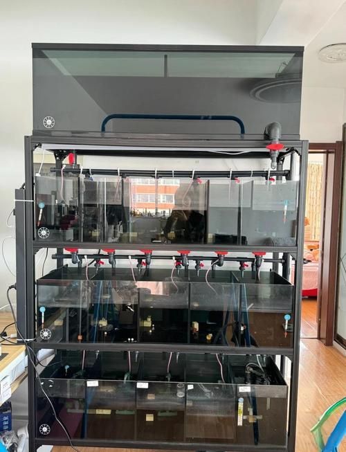 如何預防觀賞魚爛鰓病，如何預防觀賞魚爛鰓病預防觀賞魚爛鰓病的預防詳解