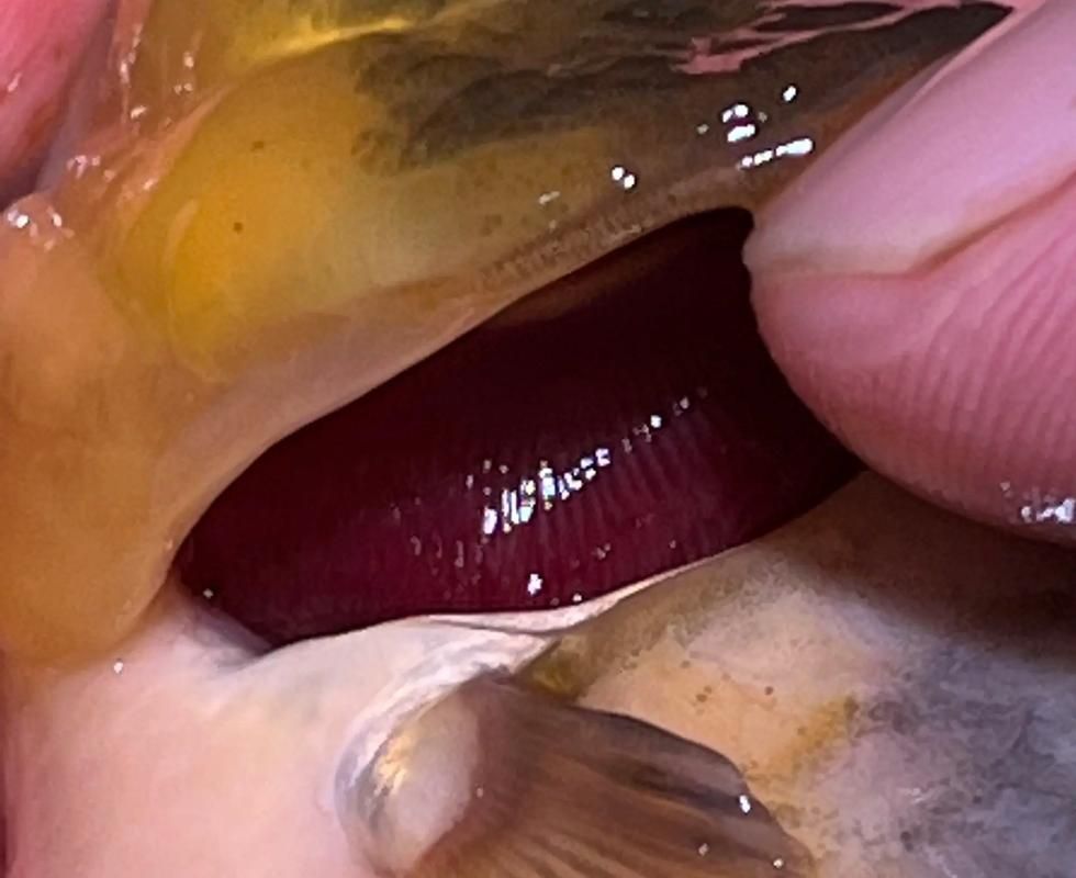 如何預防觀賞魚爛鰓病，如何預防觀賞魚爛鰓病預防觀賞魚爛鰓病的預防詳解