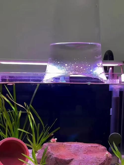 如何預防觀賞魚爛鰓病，如何預防觀賞魚爛鰓病預防觀賞魚爛鰓病的預防詳解