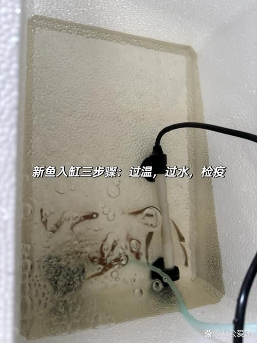 如何預防觀賞魚爛鰓病，如何預防觀賞魚爛鰓病預防觀賞魚爛鰓病的預防詳解