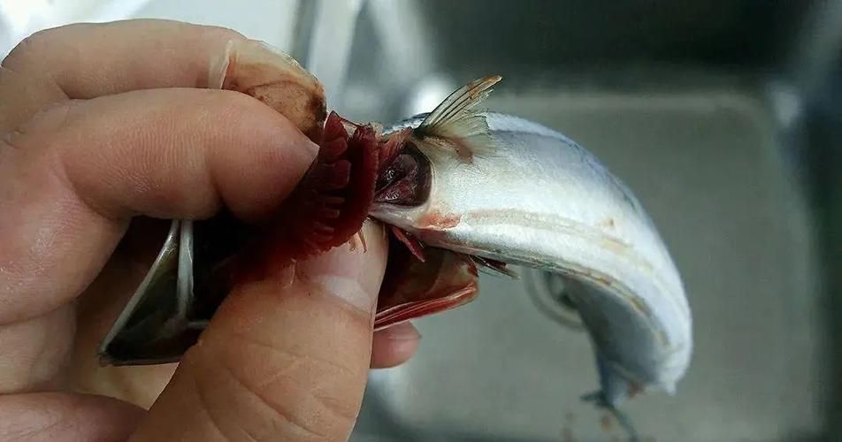 如何預防觀賞魚爛鰓病，如何預防觀賞魚爛鰓病預防觀賞魚爛鰓病的預防詳解