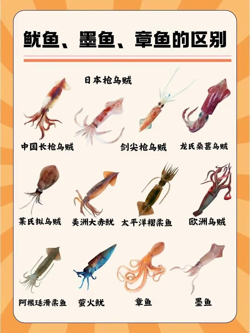 如何區分魷龍魚和魷魚？，如何區分魷魚和魷魚？