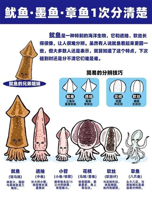 如何區分魷龍魚和魷魚？，如何區分魷魚和魷魚？