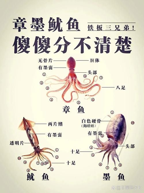 如何區分魷龍魚和魷魚？，如何區分魷魚和魷魚？