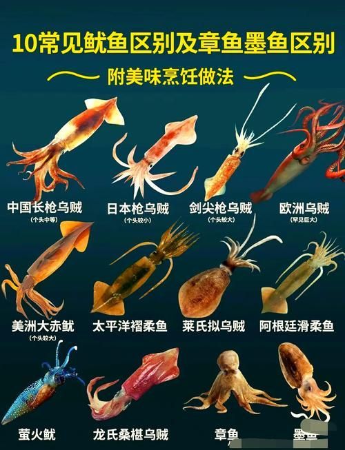 如何區分魷龍魚和魷魚？，如何區分魷魚和魷魚？