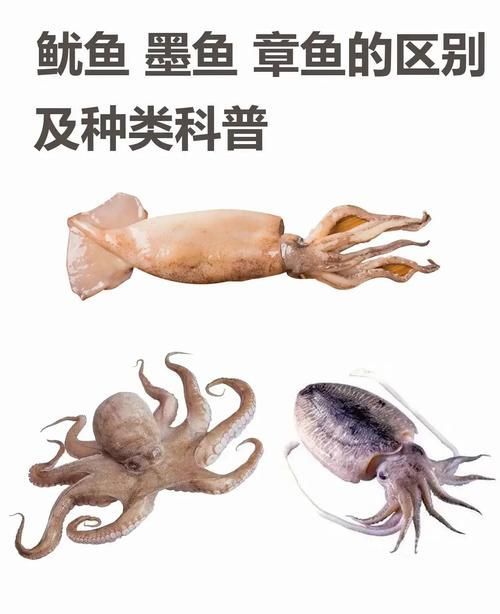 如何區分魷龍魚和魷魚？，如何區分魷魚和魷魚？