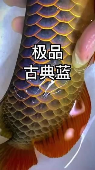 如何判斷藍(lán)底過(guò)背金龍魚的品質(zhì)，判斷藍(lán)底過(guò)背金龍魚的品質(zhì)的幾個(gè)關(guān)鍵因素以下幾個(gè)因素