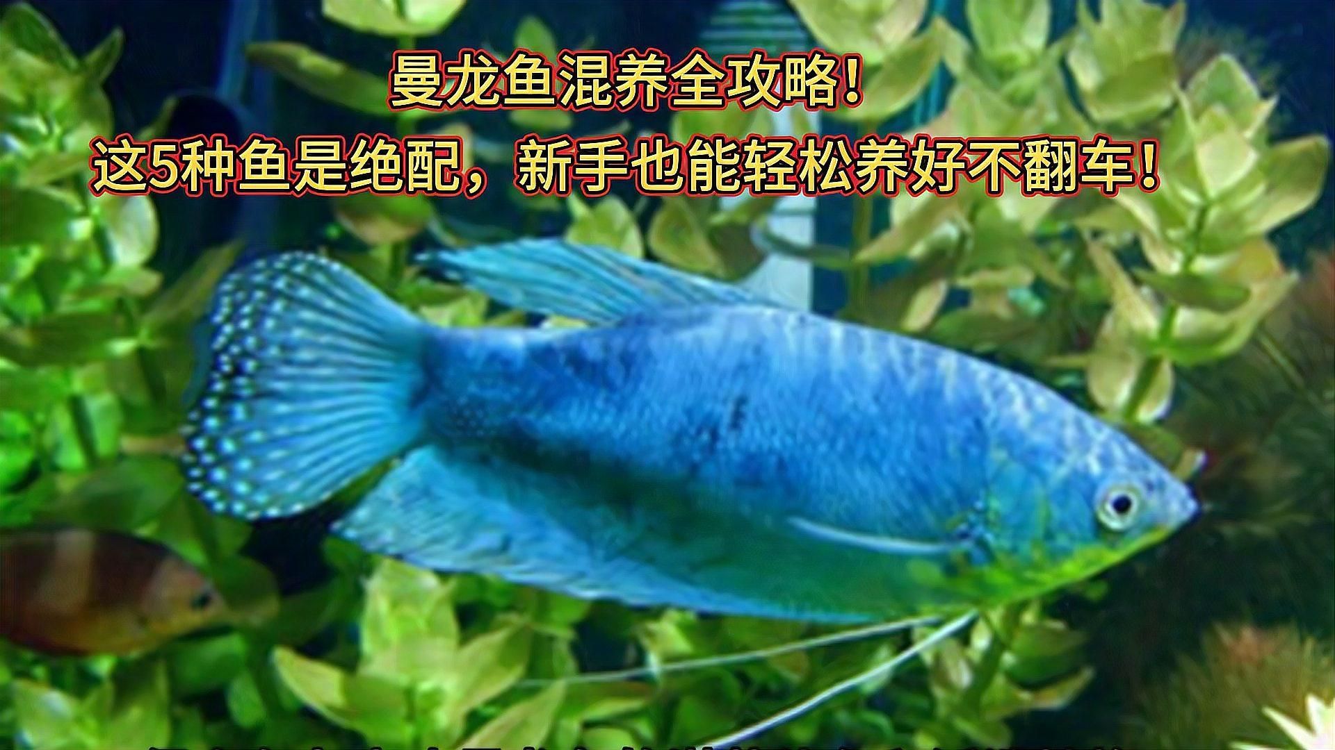 推薦一些適合與萬龍曼龍魚混養(yǎng)的魚種，推薦一些適合與萬龍曼龍魚混養(yǎng)的魚種,曼龍魚混養(yǎng)注意事項(xiàng)