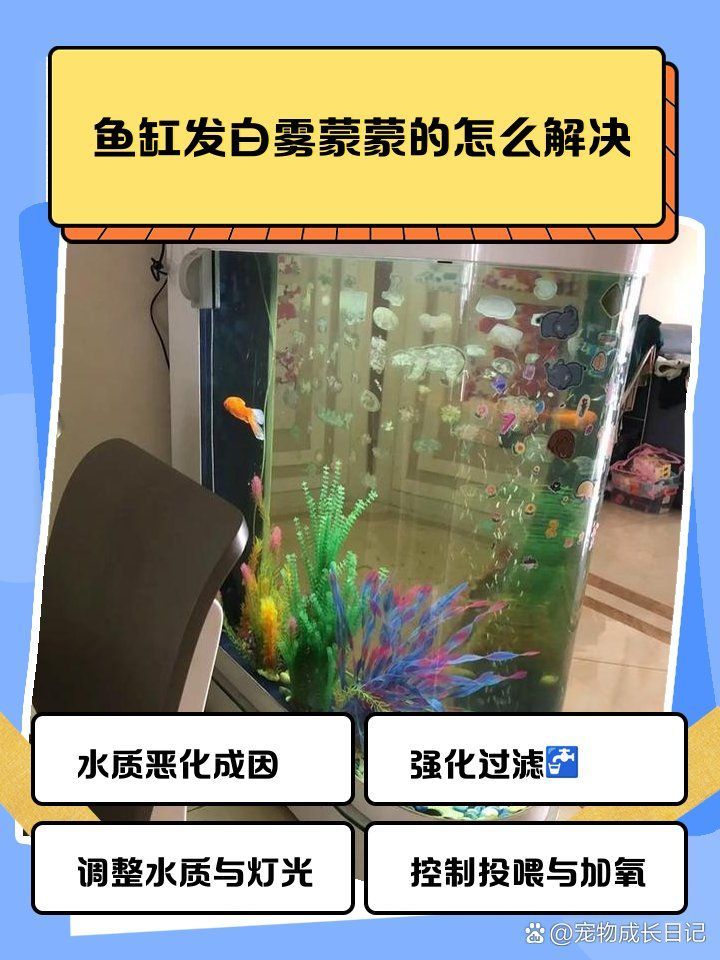 有哪些方法可以預防龍魚起白霧，有哪些方法可以預防龍魚起白霧,龍魚眼睛出現白霧