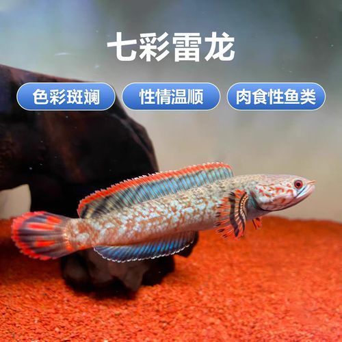 給我一些彩虹雷龍魚(yú)的圖片