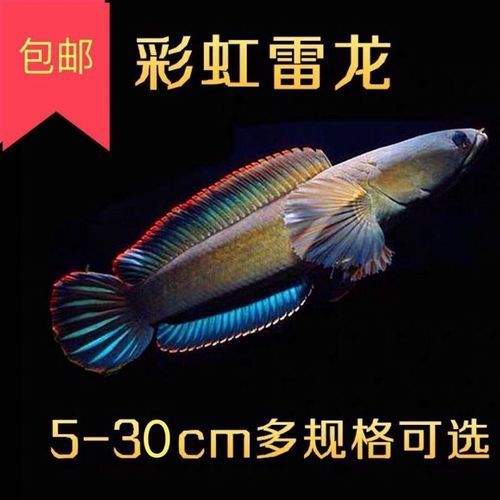 給我一些彩虹雷龍魚(yú)的圖片