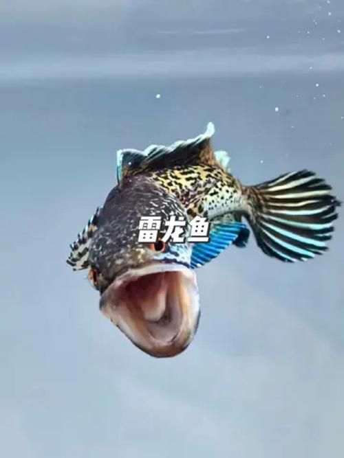 給我一些彩虹雷龍魚(yú)的圖片