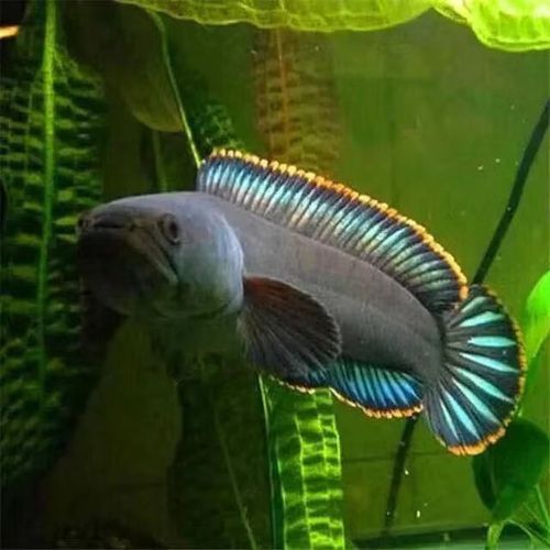 給我一些彩虹雷龍魚(yú)的圖片