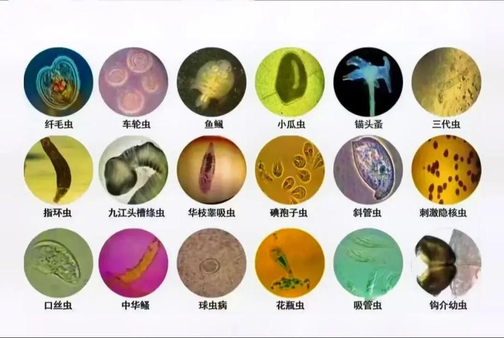 如何預防魚類寄生蟲感染，如何預防魚類寄生蟲感染：科學指南與實操策略