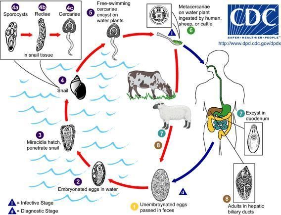 如何預防魚類寄生蟲感染，如何預防魚類寄生蟲感染：科學指南與實操策略