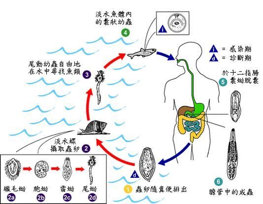 如何預防魚類寄生蟲感染，如何預防魚類寄生蟲感染：科學指南與實操策略