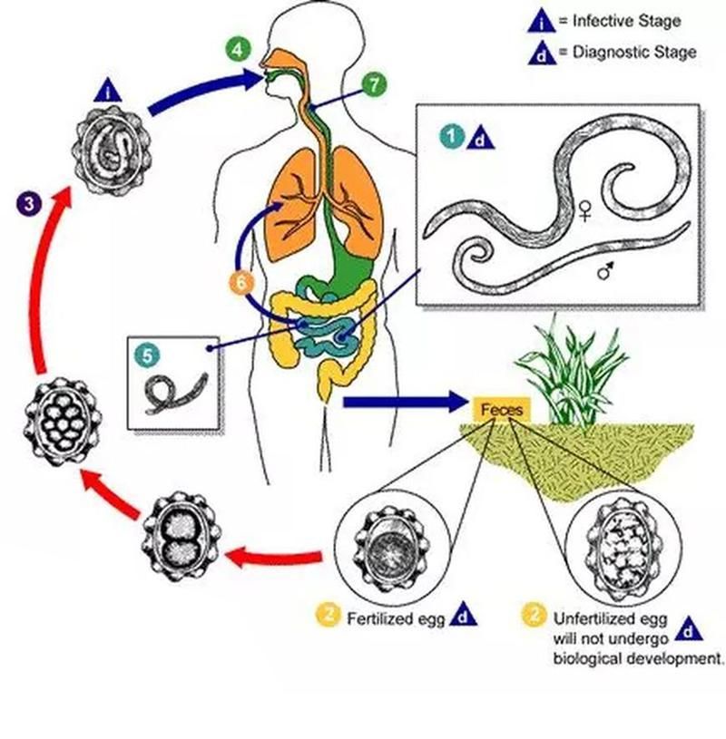 如何預防魚類寄生蟲感染，如何預防魚類寄生蟲感染：科學指南與實操策略