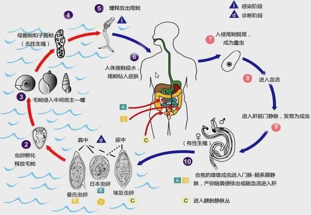 如何預防魚類寄生蟲感染，如何預防魚類寄生蟲感染：科學指南與實操策略
