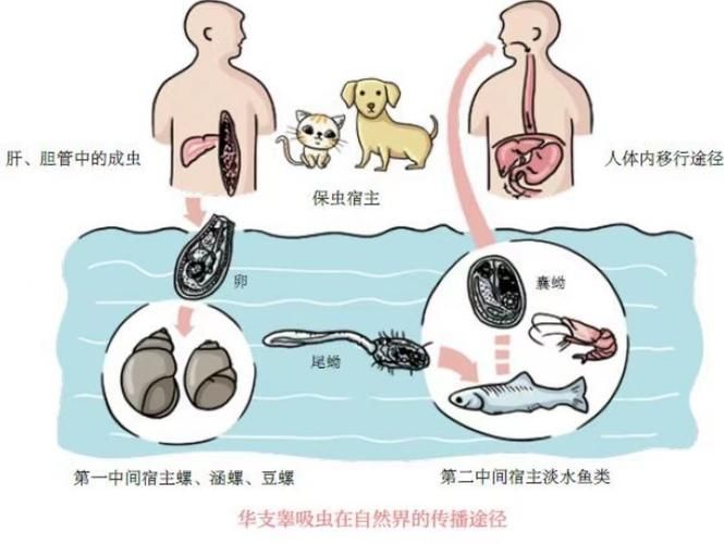 如何預防魚類寄生蟲感染，如何預防魚類寄生蟲感染：科學指南與實操策略